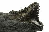 Bizarre Shark (Edestus) Jaw Section with Tooth - Carboniferous #327585-2